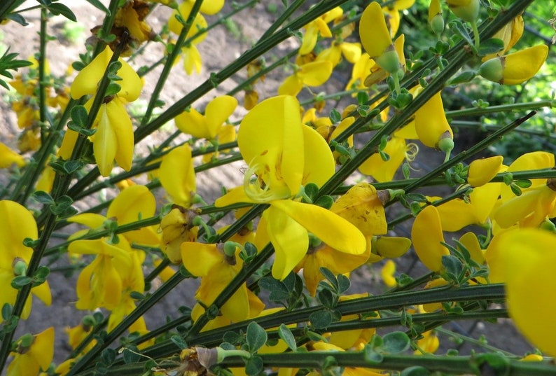 scotch broom pomona scotch broom pomona