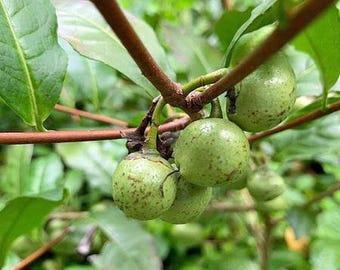 Camellia sinensis | Tea Plant | Green Tea Shrub | 15 Seeds