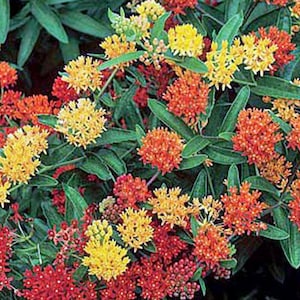 Asclepias tuberosa | Gay Butterflies | 20 Seeds