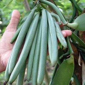 Vanilla planifolia | West Indian or Flat Plane Leafed Vanilla | 100 Seeds