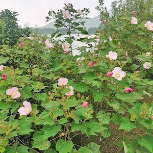 Hibiscus mutabilis | Single Cotton Rose| 25 Seeds