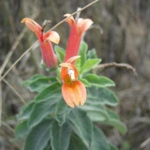 Lobelia laxiflora subsp. angustifolia Hardy or Mexican Lobelia 50 Seeds image 4