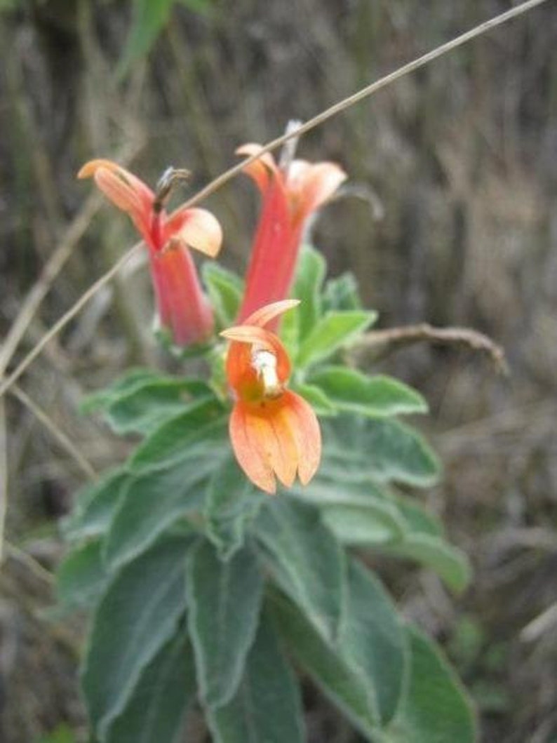 Lobelia laxiflora subsp. angustifolia Hardy or Mexican Lobelia 50 Seeds image 4