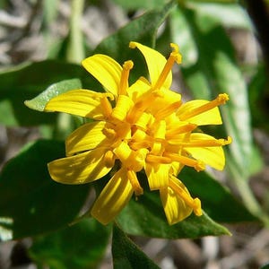 Trixis californica | American Threefold | 10 Seeds