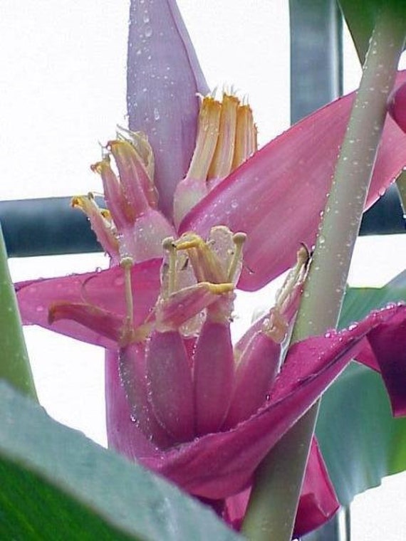 SOIL INCLUDED MUSA VELUTINA 10-15 QUALITY SEEDS LUXURY BANANA GROWING KIT SOIL INCLUDED MUSA VELUTINA 10-15 QUALITY SEEDS LUXURY BANANA GROWING KIT