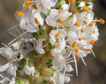 Dalea candida | White Prairie Clover | 10 Seeds