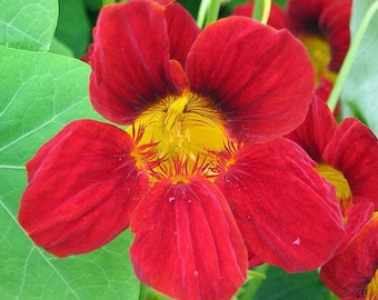 Tropaeolum nanum | Empress Of India | Indian or Monks Cress | 10 Seeds