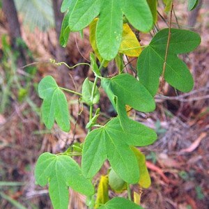 Passiflora subpeltata White Passionflower 5 Seeds image 2