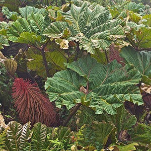 Gunnera insignis | Giant Rhubarb | 50 Seeds