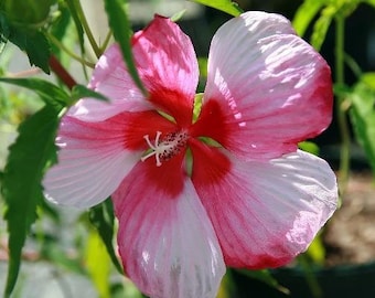 Hibiscus moscheutos | Turn of the Century | Hardy Hibiscus | 10 Seeds