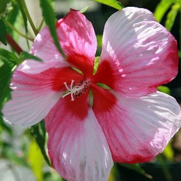 Hibiscus moscheutos | Turn of the Century | Hardy Hibiscus | 10 Seeds