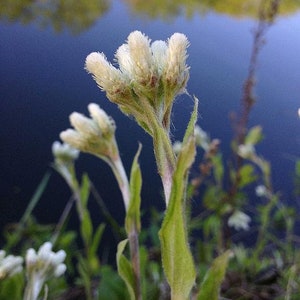 May include: A close-up of a white flower with fuzzy petals growing in a field near a body of water.