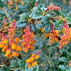 Berberine Plants Outdoor & Gardening - Etsy