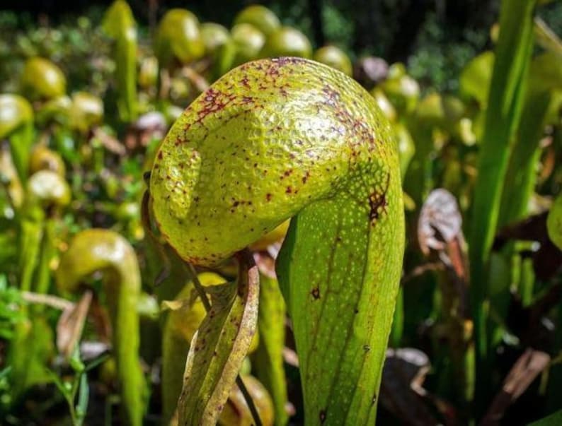 May include: Close-up of a green pitcher plant with red spots. The plant is growing in a field of other pitcher plants.