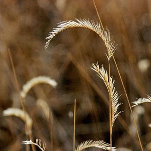 Bouteloua gracilis Blue Grama Eyebrow or Mosquito Grass 100 Seeds image 3