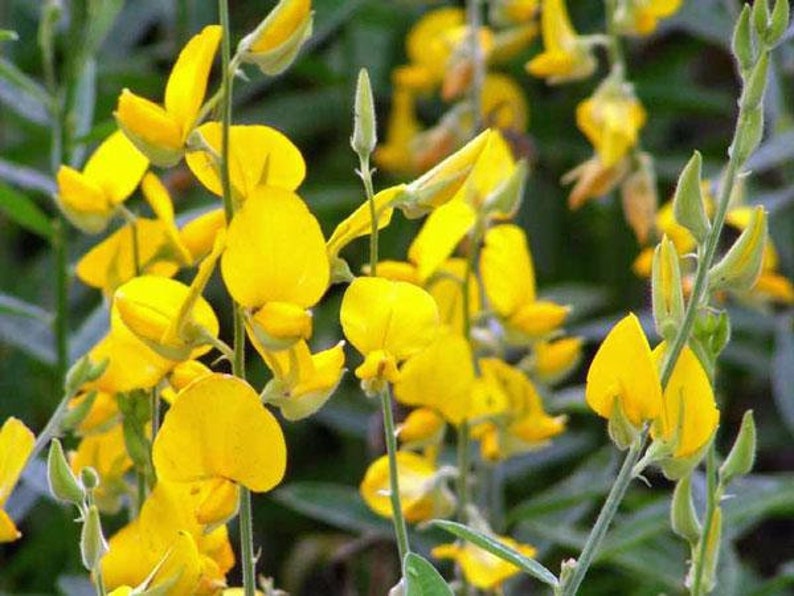 Crotalaria juncea Sunn Hemp 10 Seeds image 1