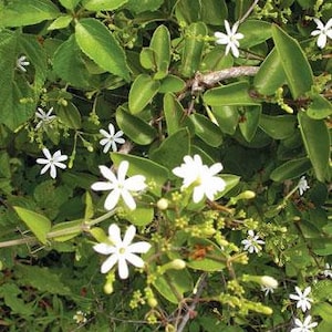 Jasminum trichotomum | Kattumalli | 10 Seeds