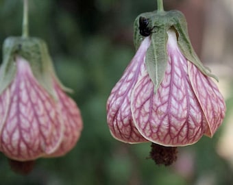 Abutilon pictum | Pink Chinese Lantern | 5 Seeds