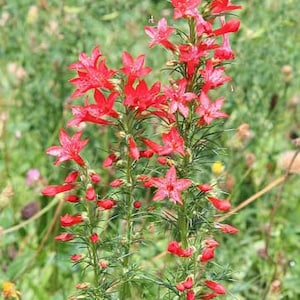 Ipomopsis rubra | Texas Plume | Scarlet Gilia | 10 Seeds