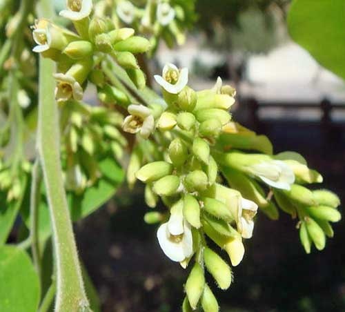 Dalbergia sissoo | North Indian Rosewood | 25 Seeds