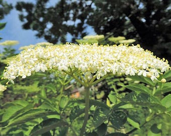 Sambucus nigra / Saúco negro / 50 semillas
