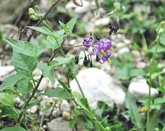 Solanum dulcamara | Woody Nightshade | 10 Seeds