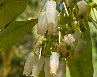 Agarista populifolia | Florida Hobblebush | 20 seeds