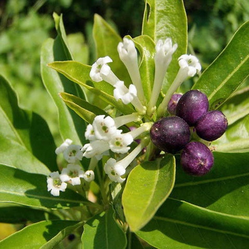 Cestrum diurnum Baie de Chine Cestrum au chocolat blanc 5 Graines image 1