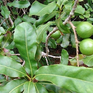 Macadamia integrifolia | Queensland Nut | 10 Seeds
