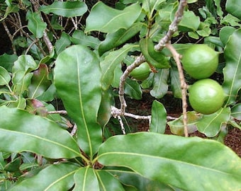 Macadamia integrifolia | Queensland Nut | 10 Seeds