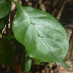 Gardenia thunbergia Thunbergs or White Gardenia 5 Seeds image 4