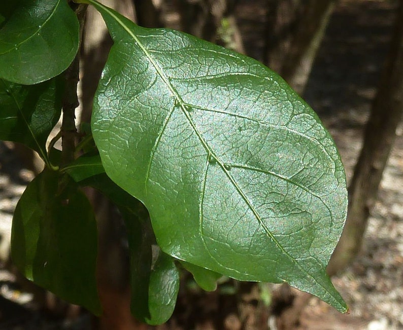 Gardenia thunbergia Thunbergs or White Gardenia 5 Seeds image 4