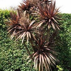 Cordyline australis Purpurea Red Cabbage Tree 10 Seeds image 5