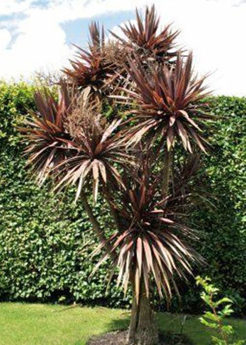 Cordyline australis Purpurea Red Cabbage Tree 10 Seeds image 5