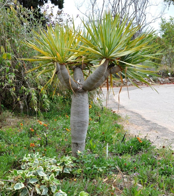 Dracaena Draco | Drago | Canary Islands Dragon Tree | 5 Seeds - Etsy