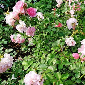 Rosa chinensis | Miniature Rose | Angel Wings | 10 Seeds