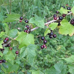 Ribes nigrum | Black Current | Cassis | Squinancy | 100 Seeds