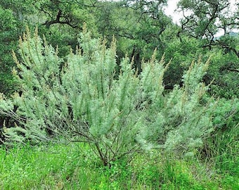 Artemisia californica | California Sagebrush | 50 Seeds