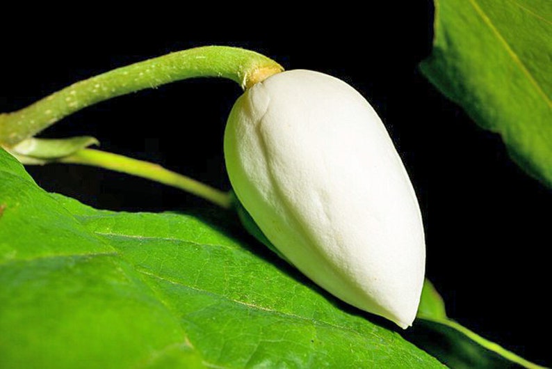 PlantFlowerSeeds Magnolia sieboldii