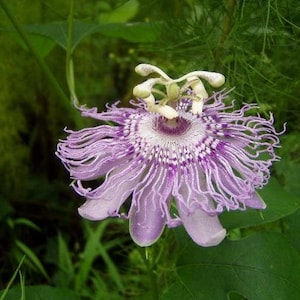 Passiflora incarnata | Maypop | Apricot Vine | Hardy Passion Vine | 10 Seeds