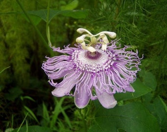 Passiflora incarnata | Maypop | Apricot Vine | Hardy Passion Vine | 10 Seeds