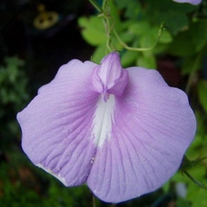 Clitoria ternatea | Lavender | 5 Seeds