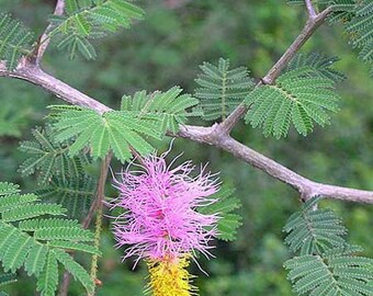 Dichrostachys cinerea Sicklebush Chinese Lantern Tree 20 Seeds