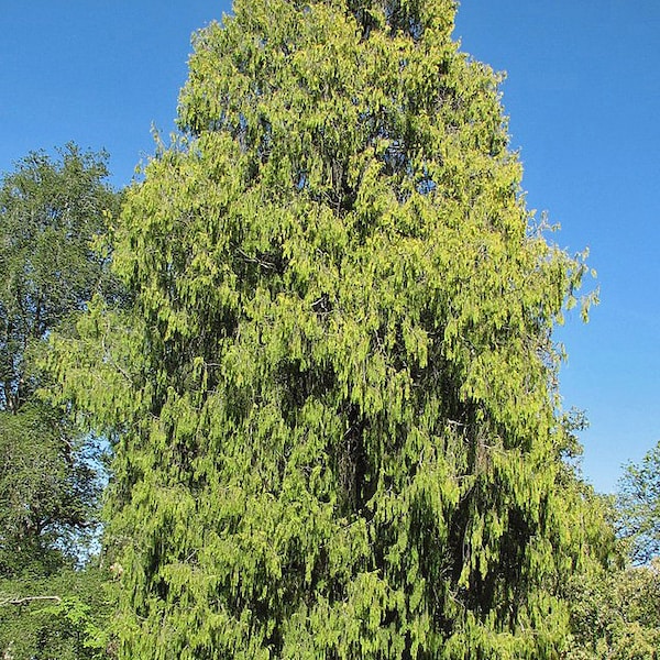 Cupressus funebris | Chinese Weeping Cypress | 20 Seeds
