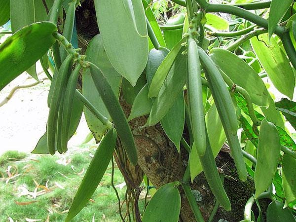 Semillas De Vainilla Planifolia - 150 Semillas, Variedad Resistente Para Jardín Exterior, Atrae Mariposas Y Pájaros