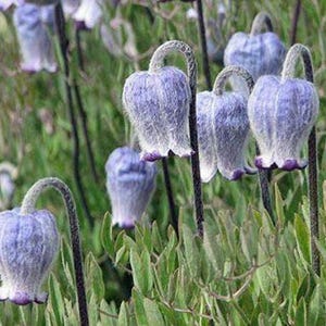 Clematis hirsutissima | Hairy Clematis | 10 Seeds