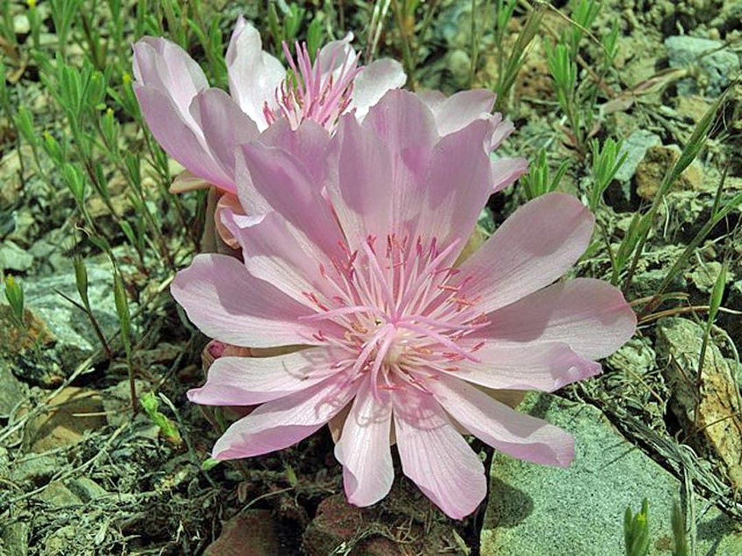 Lewisia Rediviva | Bitterroot | RARE | 5 Seeds - Etsy