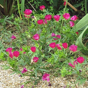 Callirhoe involucrata | Purple Poppy Mallow | 20 Seeds