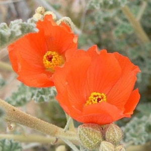Sphaeralcea ambigua | Desertglobe Mallow | Apricot or Orange Mallow | 100 Seeds