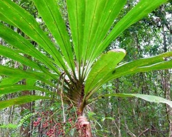 Cordyline sp. Wide Leaf | 5 Seeds